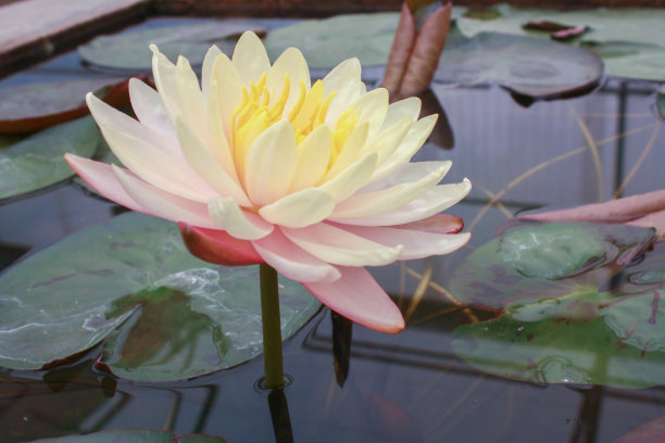 美丽的荷花是泰国佛像的象征。靠近水池中的莲花。图片下载