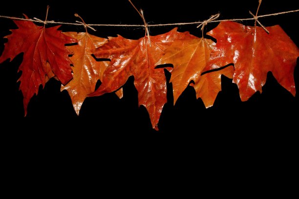 秋天的落叶图片下载