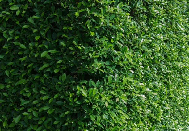 树木墙图片下载