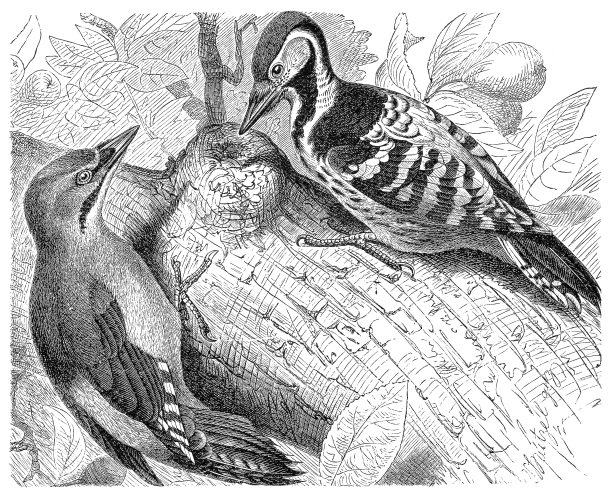 灰头白背啄木鸟图片下载