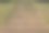 印度北部热带公园的植物图片下载