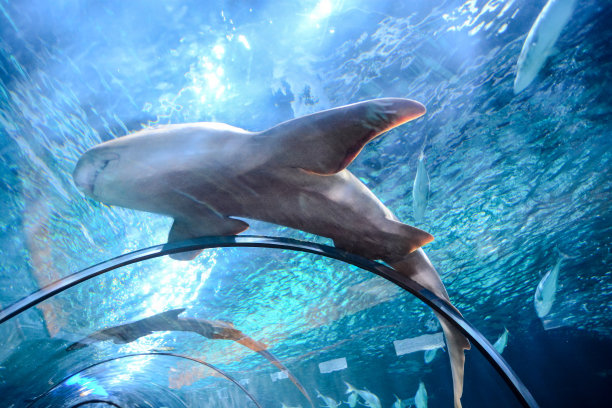 水族馆里满是美丽的热带鱼素材图片