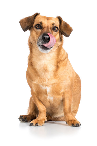 一只杂种狗饿着肚子坐着，舔着嘴巴图片下载