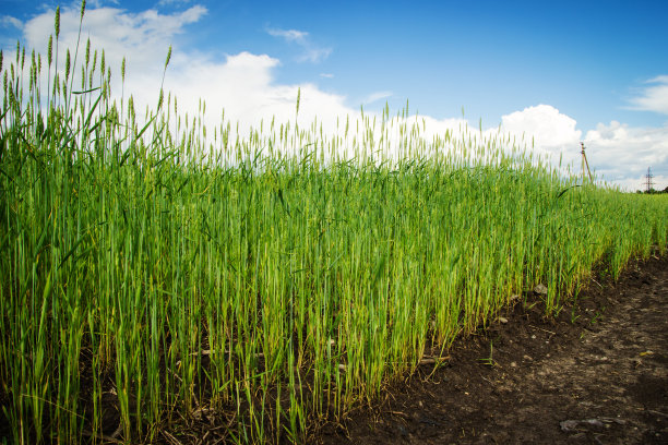 一条路靠近绿色的麦田，背景是一片蓝天。俄罗斯,西伯利亚。素材图片