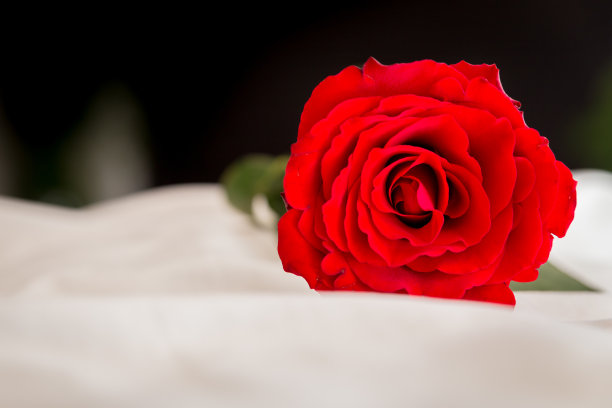 情人节的玫瑰在床上图片下载