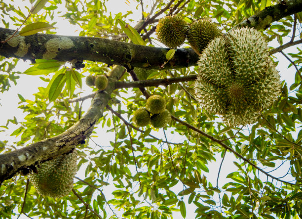 果园里的大榴莲图片下载