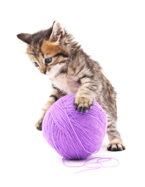 带着紫色球的小猫。图片下载