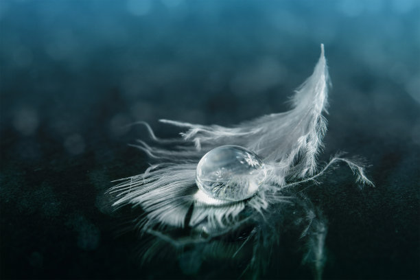 白色羽毛上的水滴图片下载