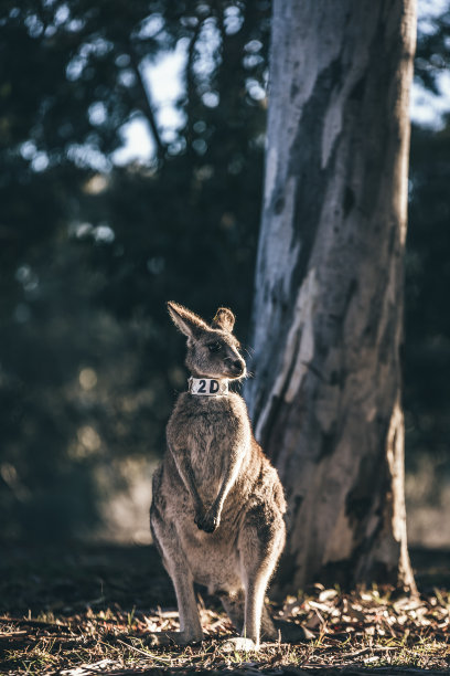 袋鼠图片下载