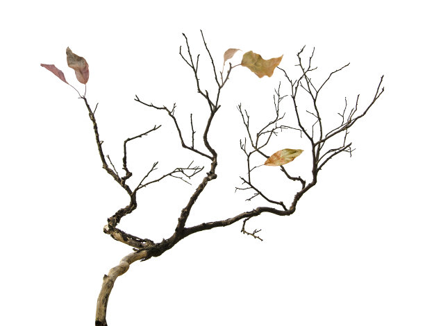 干分支图片下载