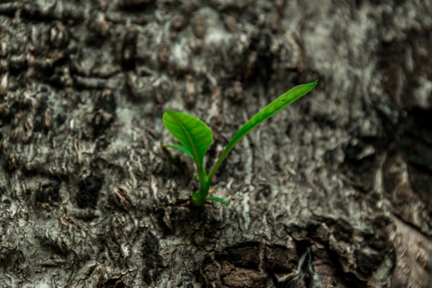树的顶部图片下载