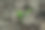 树的顶部图片下载