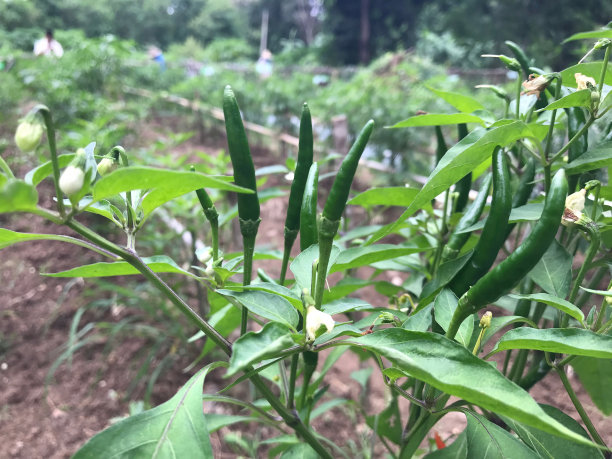 农场种植的绿辣椒图片下载