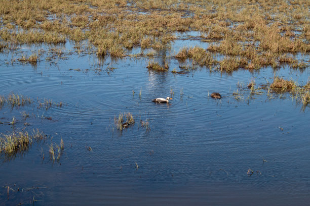 鸭子在池塘里图片下载