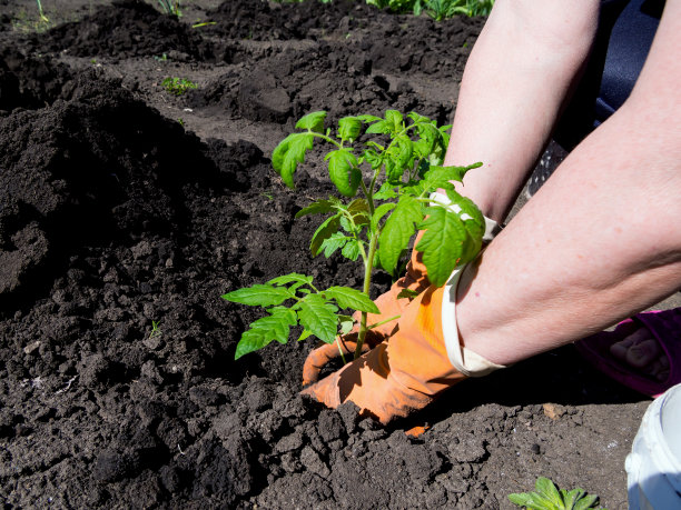 在春天播种西红柿幼苗图片下载