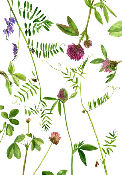 水彩画花草图片下载