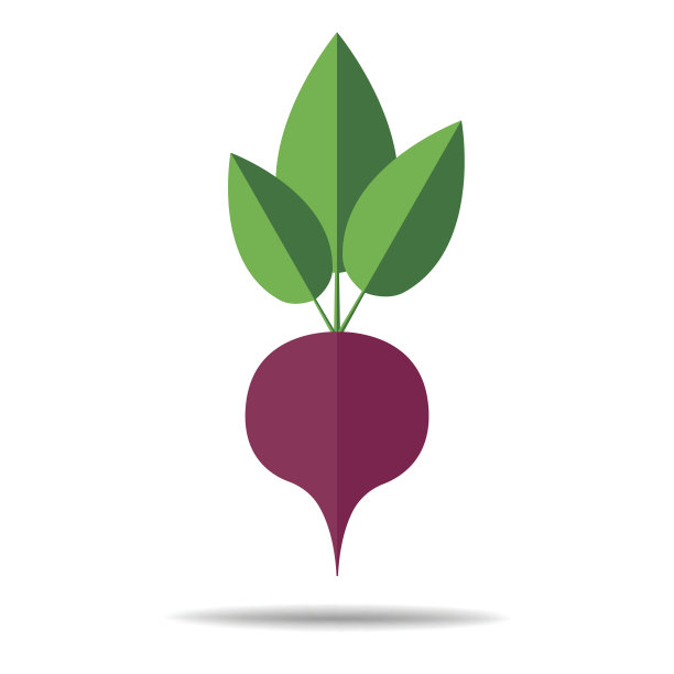 甜菜根水果矢量图片下载