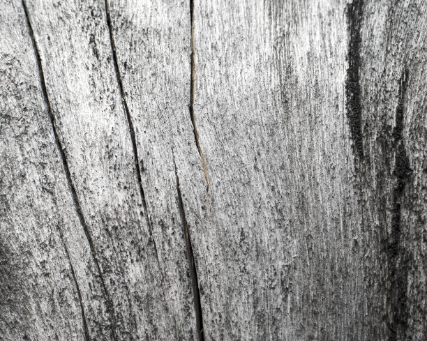 木纹特写照片。白色和灰色的木材背景。图片下载