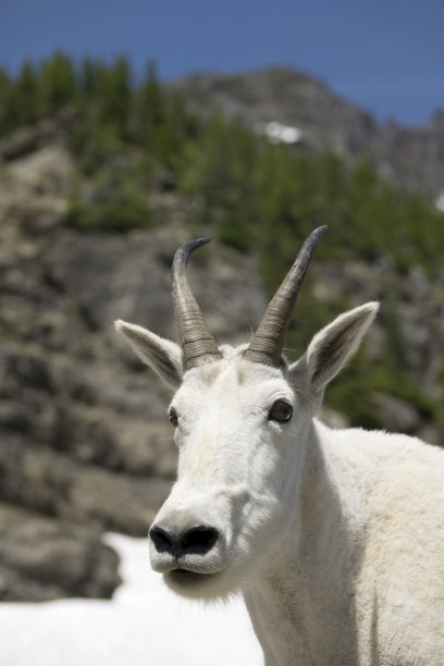 山地山羊肖像洛根山口冰川国家公园蒙大拿州图片下载