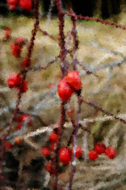 犬蔷薇图片下载