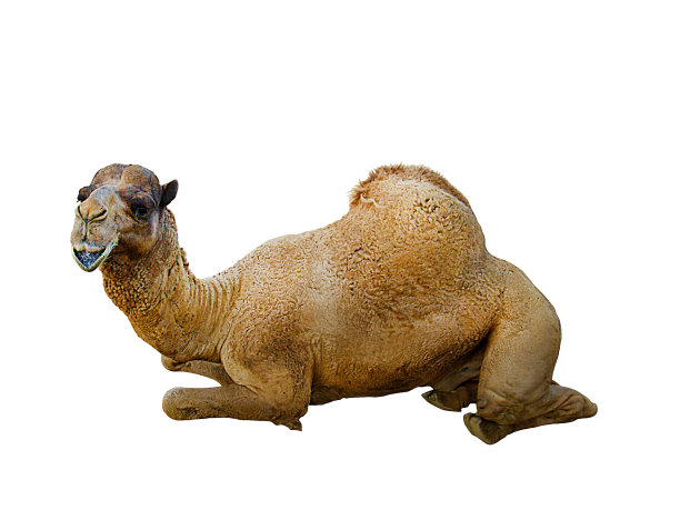 躺在地上的骆驼图片下载