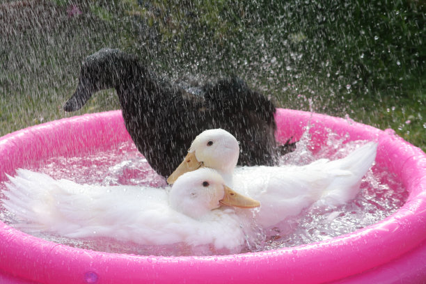 Playfull鸭子图片下载