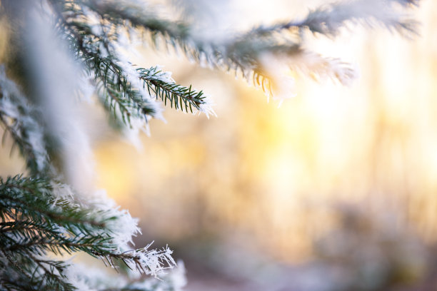 冬天的分支图片下载