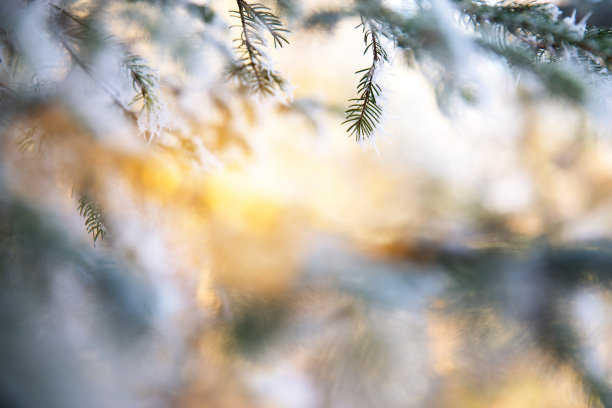 冬天树枝图片下载