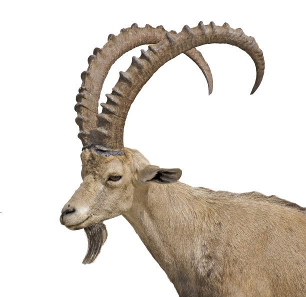 努比亚山羊图片下载