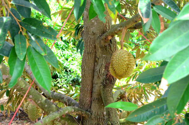 榴莲在树上图片下载