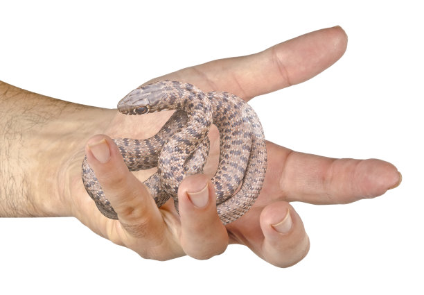 蛇的特写图片下载