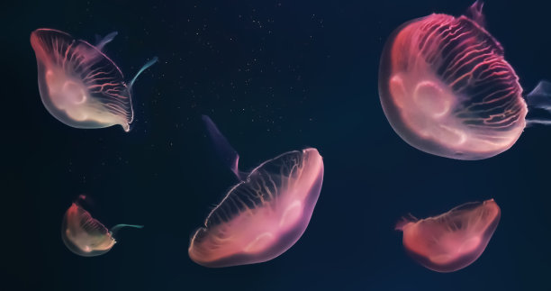 视频镜头的特写，美丽的水母移动在水族馆。图片下载