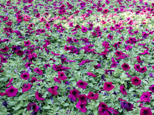 花园里有紫色的花图片下载