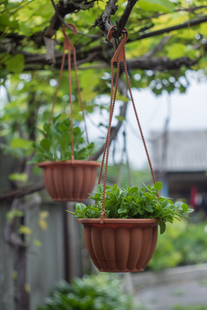 佩妮在花盆里长大图片下载