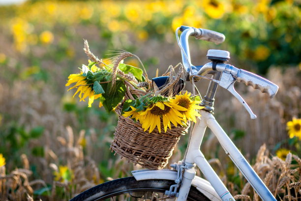 自行车与向日葵素材图片