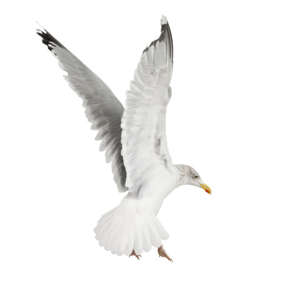 欧洲银银鸥，4岁，在白色背景下飞行图片下载
