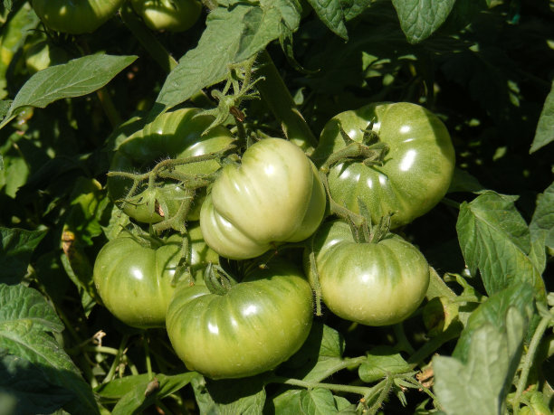 绿色番茄开始成熟，花园里种植的绿色番茄的图片，图片下载