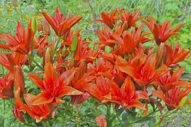 深红色的百合6图片下载