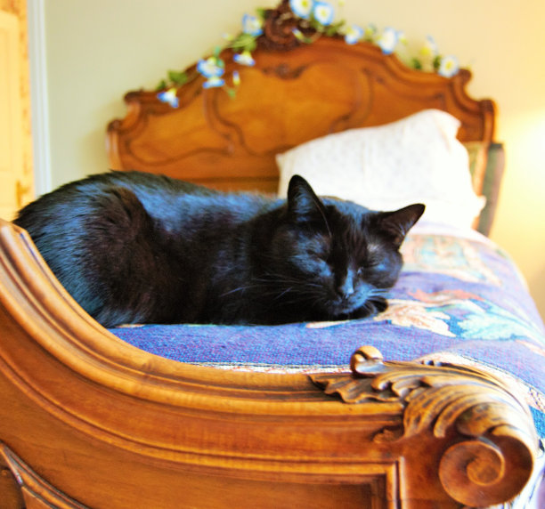 沉睡的黑色的猫图片下载