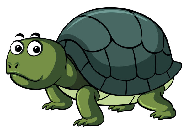白色背景上的绿海龟图片下载
