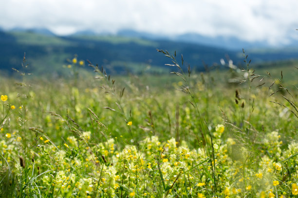 美丽的草地与野花的背景山与云图片下载