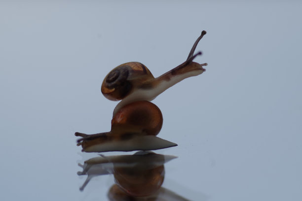 蜗牛舞图片下载