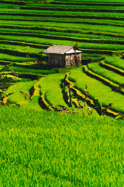 晨曦时分的稻田图片下载