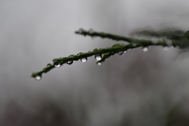 图亚树枝上的露珠图片下载