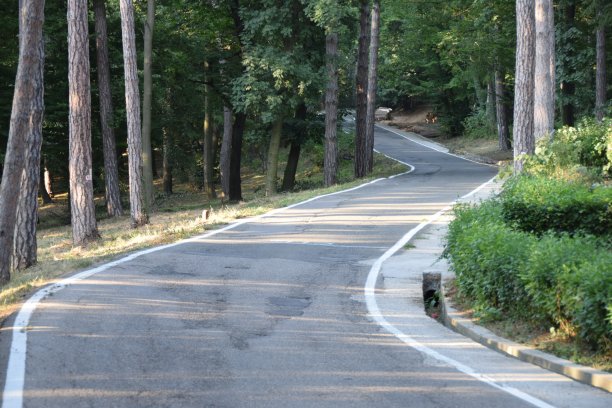 蜿蜒的道路穿过树林图片下载
