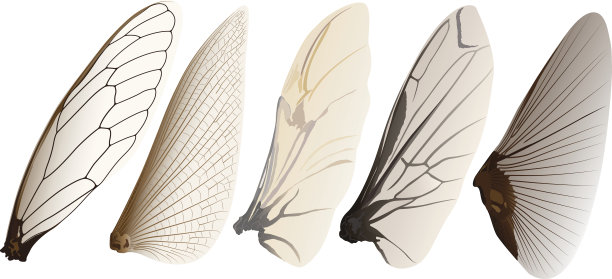 翅膀的昆虫图片下载