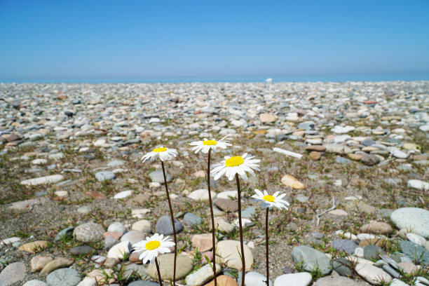 沙滩上的雏菊图片下载