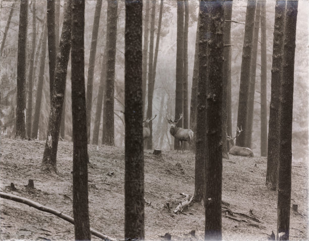 经典的棕褐色照片，雄马鹿站在松树林。图片下载