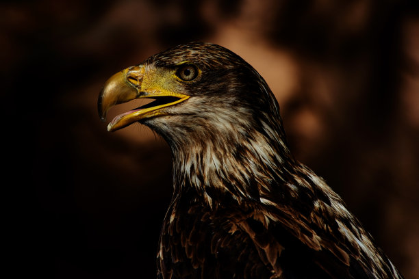 荒野中的小鹰图片下载