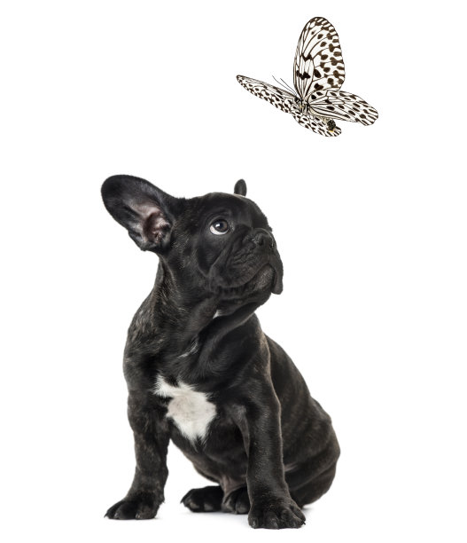 小狗黑色的法国牛头犬看着一只黑白相间的蝴蝶，孤立在白色上图片下载